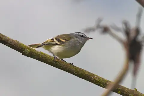 White-tailed Tyrannulet