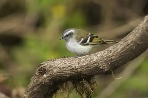 White-banded Tyrannulet