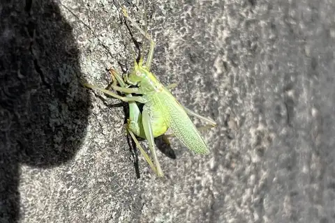 Oak Bush-cricket