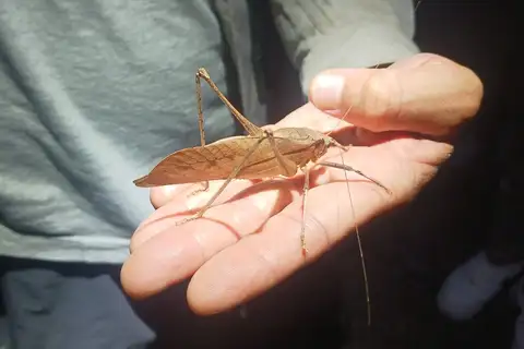 Mecopoda synconfracta