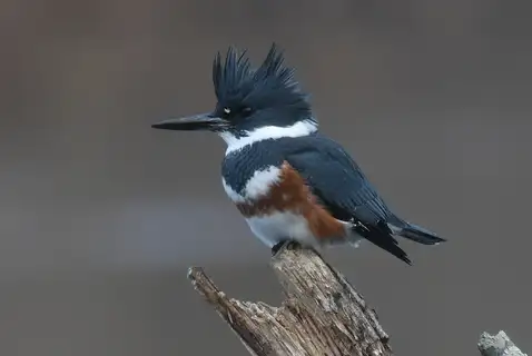 Belted Kingfisher