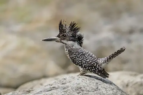 Crested Kingfisher