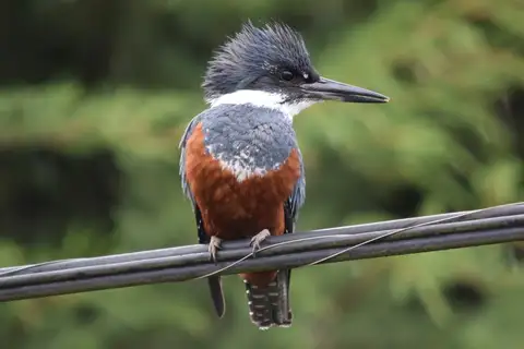 Ringed Kingfisher