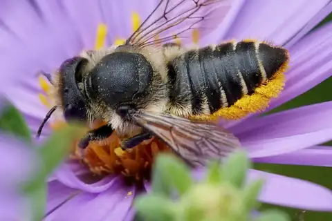 Patchwork Leafcutter Bee