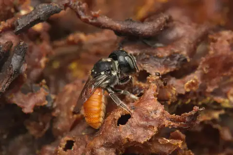 Megachile deanii
