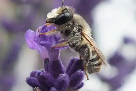 Banded Mud Bee