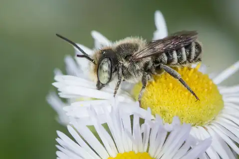 Alfalfa Leafcutter Bee
