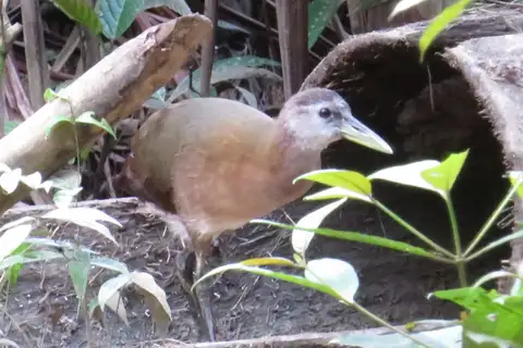 New Guinea Flightless Rail