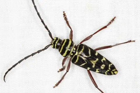 Painted Hickory Borer
