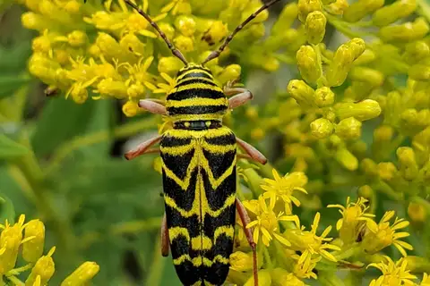Locust Borer