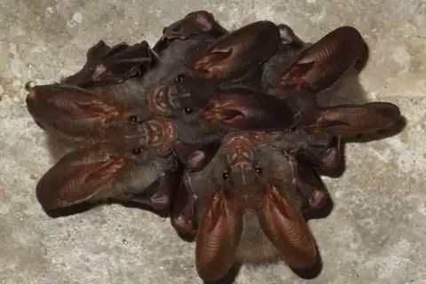Lesser false vampire bat