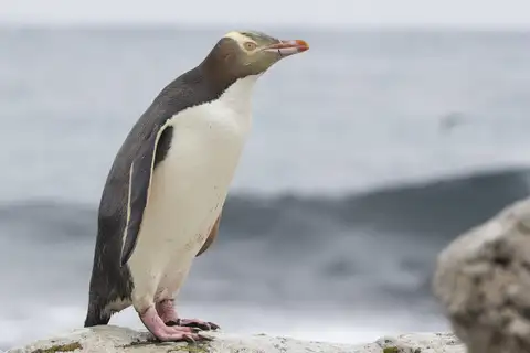 Yellow-eyed Penguin
