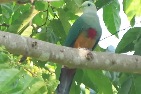 Scarlet-breasted Fruit Dove