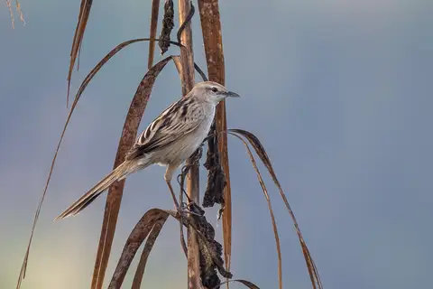 Striated Grassbird