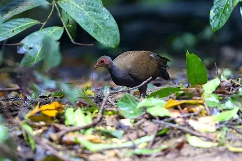 Philippine Megapode