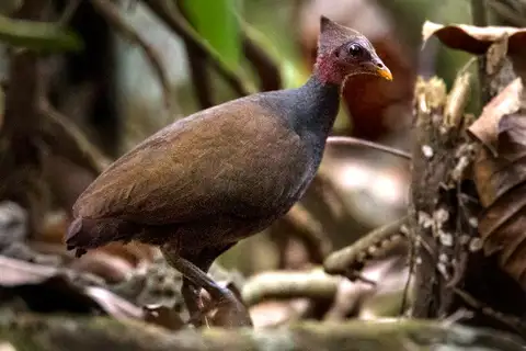 New Guinea Scrubfowl