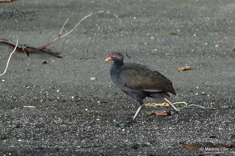 Melanesian Megapode