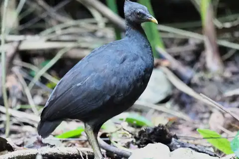 Dusky Megapode