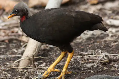 Micronesian Megapode