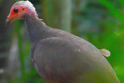 Nicobar Megapode