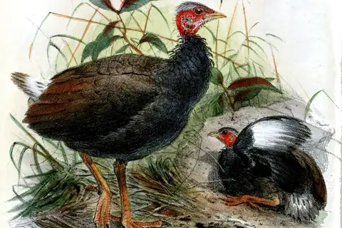Tongan Megapode
