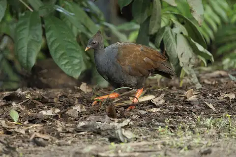 Orange-footed Scrubfowl
