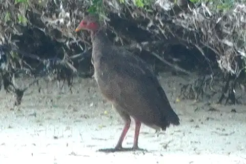 Tanimbar Megapode
