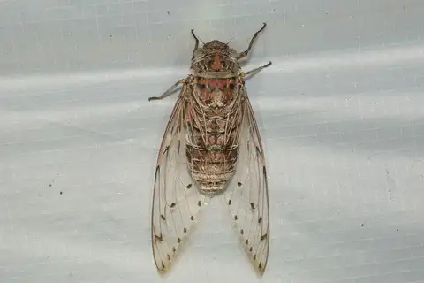 Empress Cicada