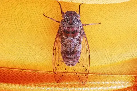 Megapomponia intermedia