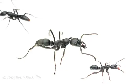 Matabele Ant
