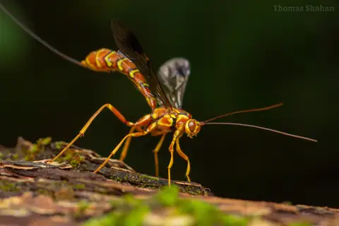 Long-tailed Giant Ichneumonid Wasp