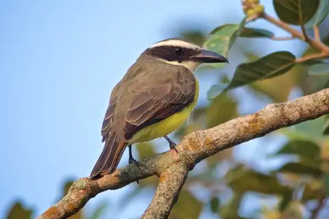 Boat-billed Flycatcher