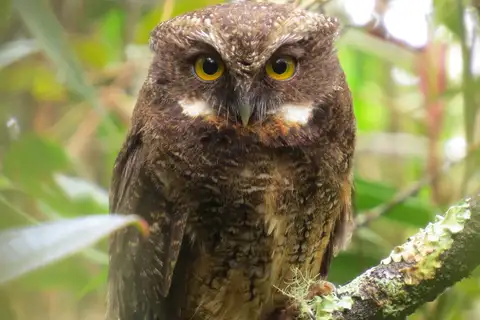 White-throated Screech Owl