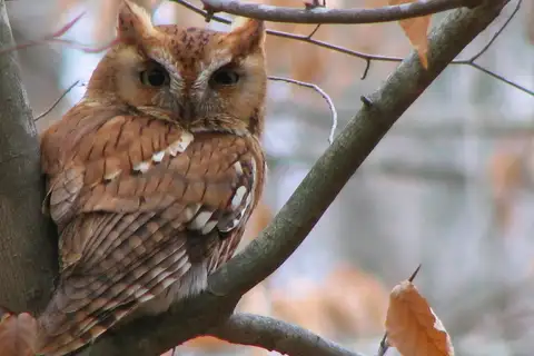 Eastern Screech Owl