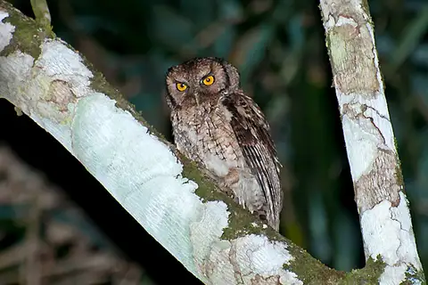 Black-capped Screech Owl