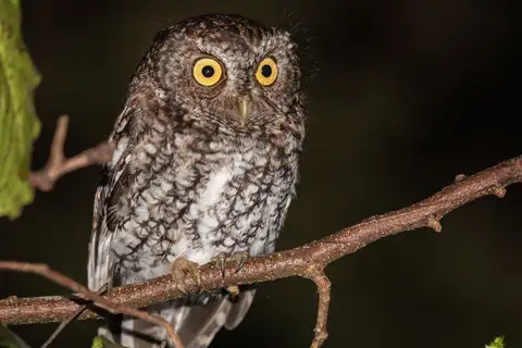 Bearded Screech Owl