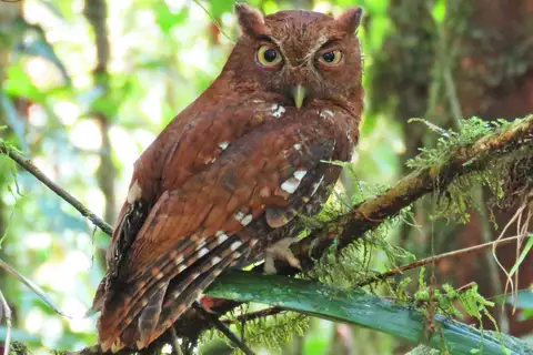 Choco Screech Owl