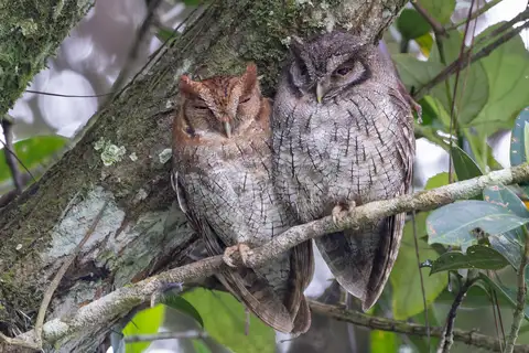 Tropical Screech Owl