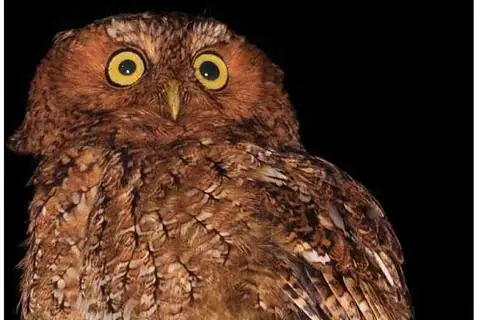 Bare-shanked Screech Owl