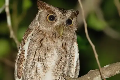 Pacific Screech Owl