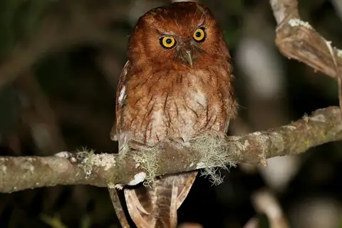 Santa Marta Screech Owl