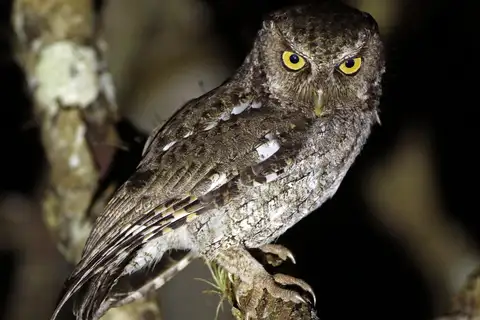 Middle American Screech Owl