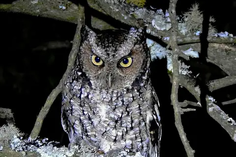 Yungas Screech Owl