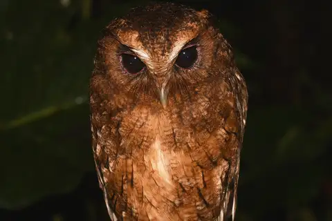 Rufescent Screech Owl