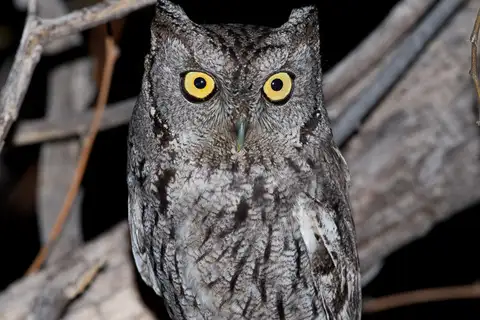 Western Screech Owl