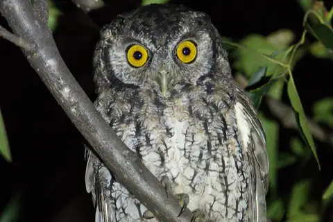 Koepcke's Screech Owl