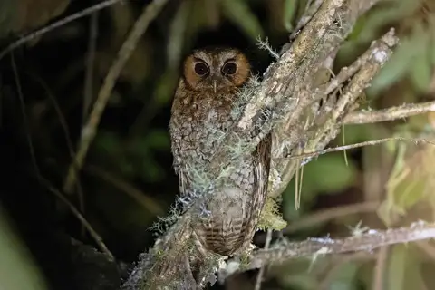 Cloud-forest Screech Owl