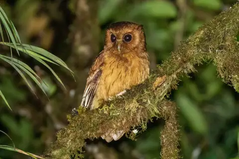 Cinnamon Screech Owl