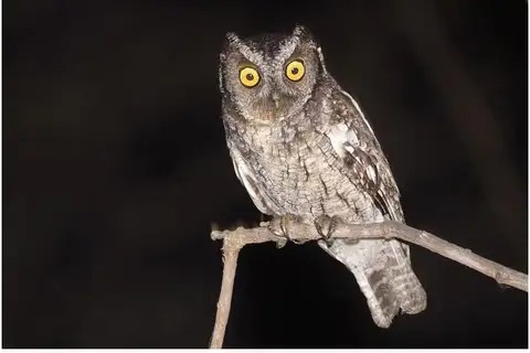 West Peruvian Screech Owl