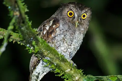 Foothill Screech Owl